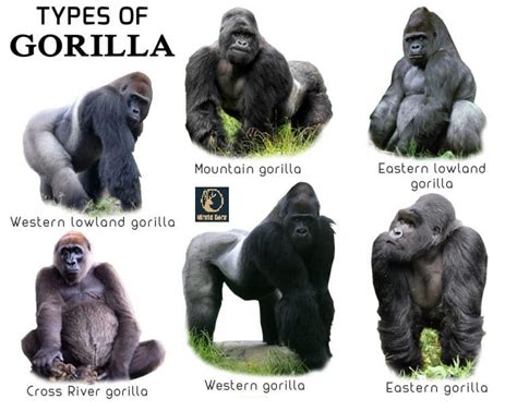 girllia|list of gorillas.